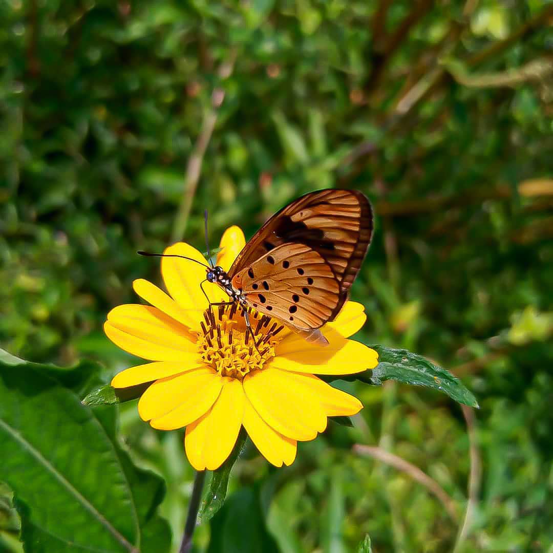 Beautiful Butterfly